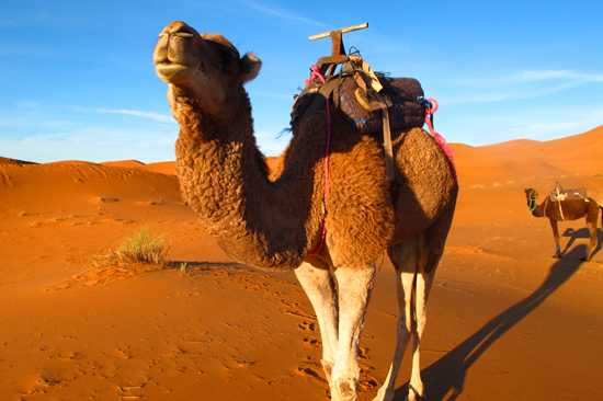 3 Days Marrakech To Fez Desert Tour